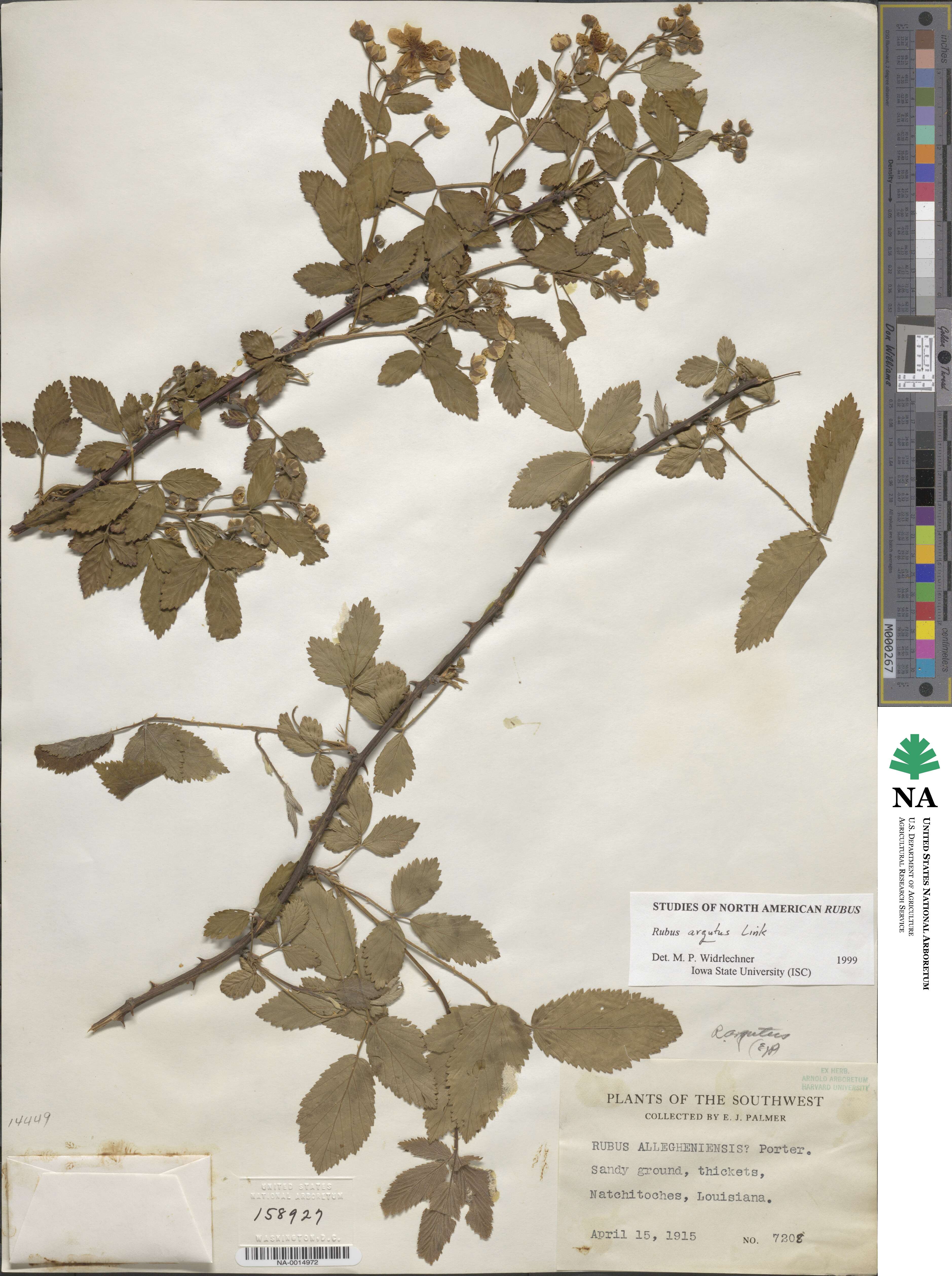 Rubus argutus image