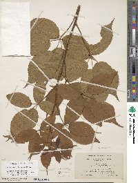 Rubus argutus image