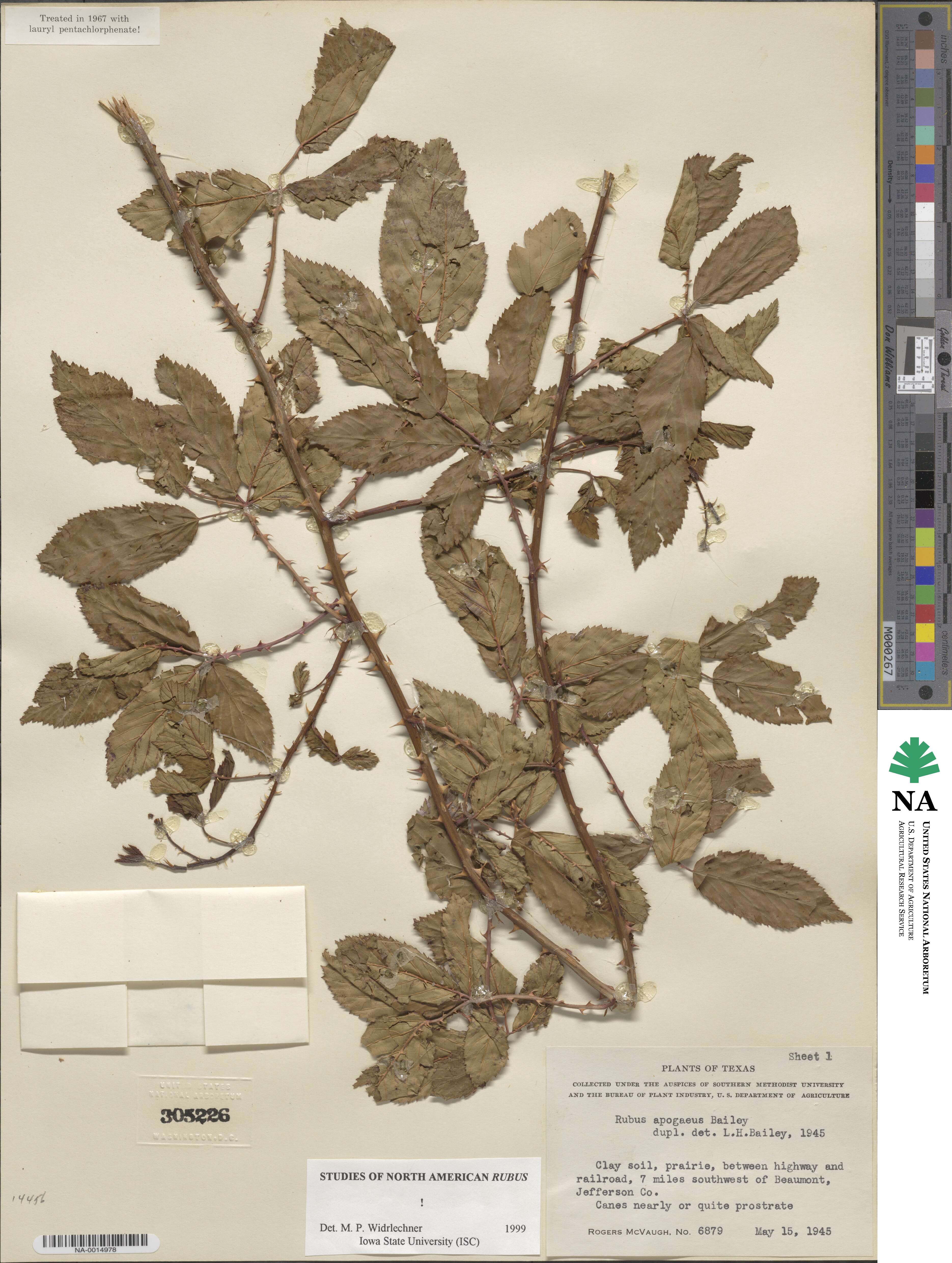 Rubus apogaeus image