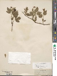 Rubus serratus image