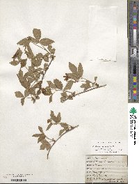 Rubus enslenii image