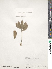Image of Encephalartos ferox