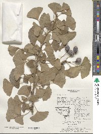 Ginkgo biloba image