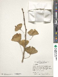 Ginkgo biloba image