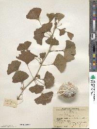 Ginkgo biloba image