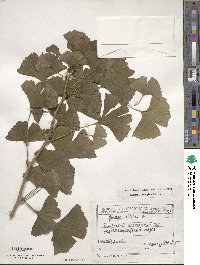 Ginkgo biloba image