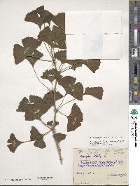 Ginkgo biloba image