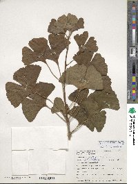 Ginkgo biloba image