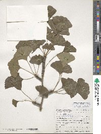 Ginkgo biloba image