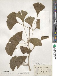 Ginkgo biloba image