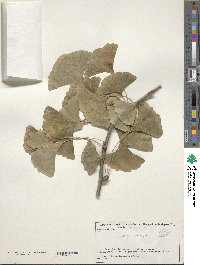 Ginkgo biloba image