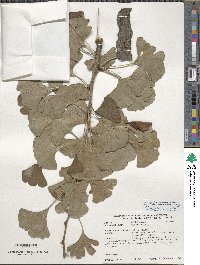 Ginkgo biloba image