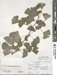 Ginkgo biloba image