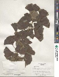 Ginkgo biloba image