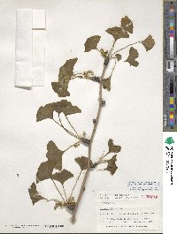 Ginkgo biloba image