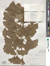 Ginkgo biloba image