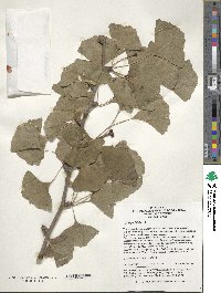 Ginkgo biloba image