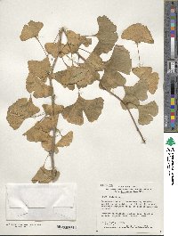 Ginkgo biloba image