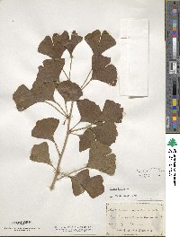 Ginkgo biloba image