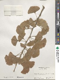 Ginkgo biloba image