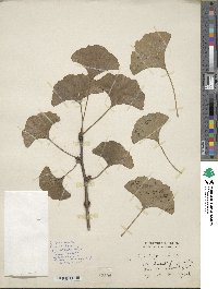 Ginkgo biloba image