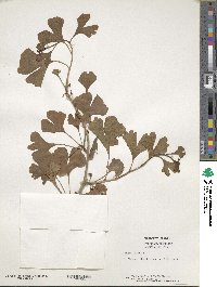 Ginkgo biloba image