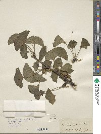 Ginkgo biloba image