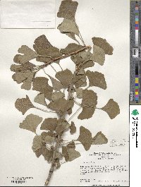 Ginkgo biloba image