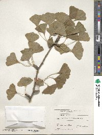 Ginkgo biloba image