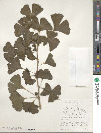 Ginkgo biloba image