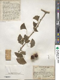 Ginkgo biloba image