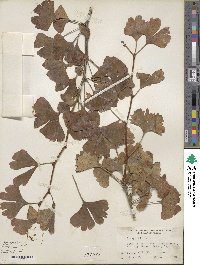 Ginkgo biloba image