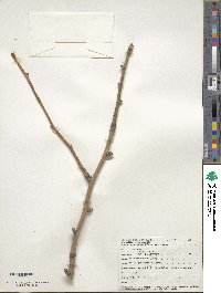 Ginkgo biloba image