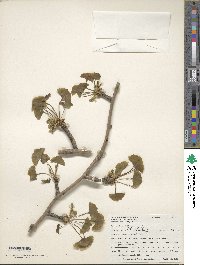 Ginkgo biloba image