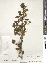 Ginkgo biloba image