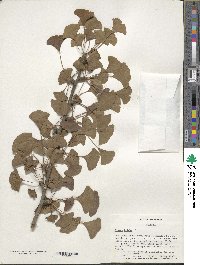 Ginkgo biloba image