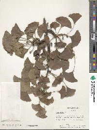 Ginkgo biloba image