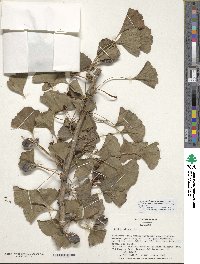 Ginkgo biloba image