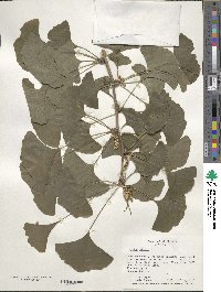 Ginkgo biloba image