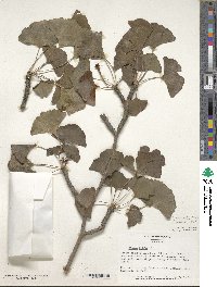 Ginkgo biloba image