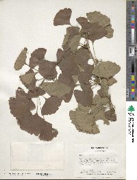 Ginkgo biloba image