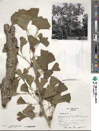 Ginkgo biloba image
