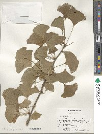 Ginkgo biloba image