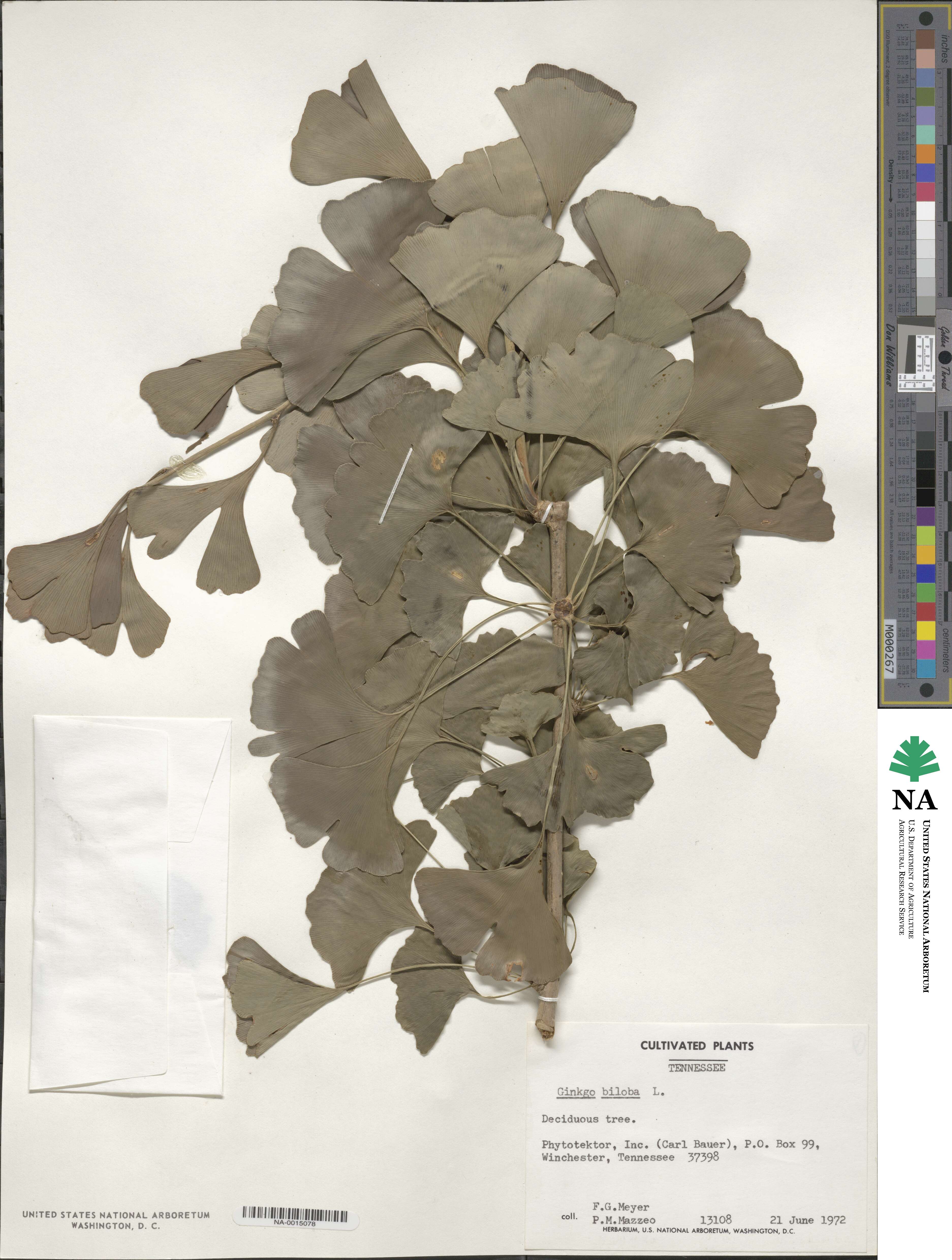 Ginkgoaceae image