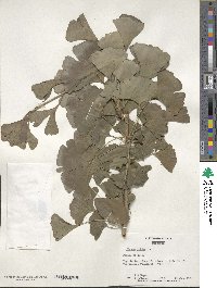 Ginkgo biloba image