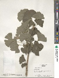 Ginkgo biloba image