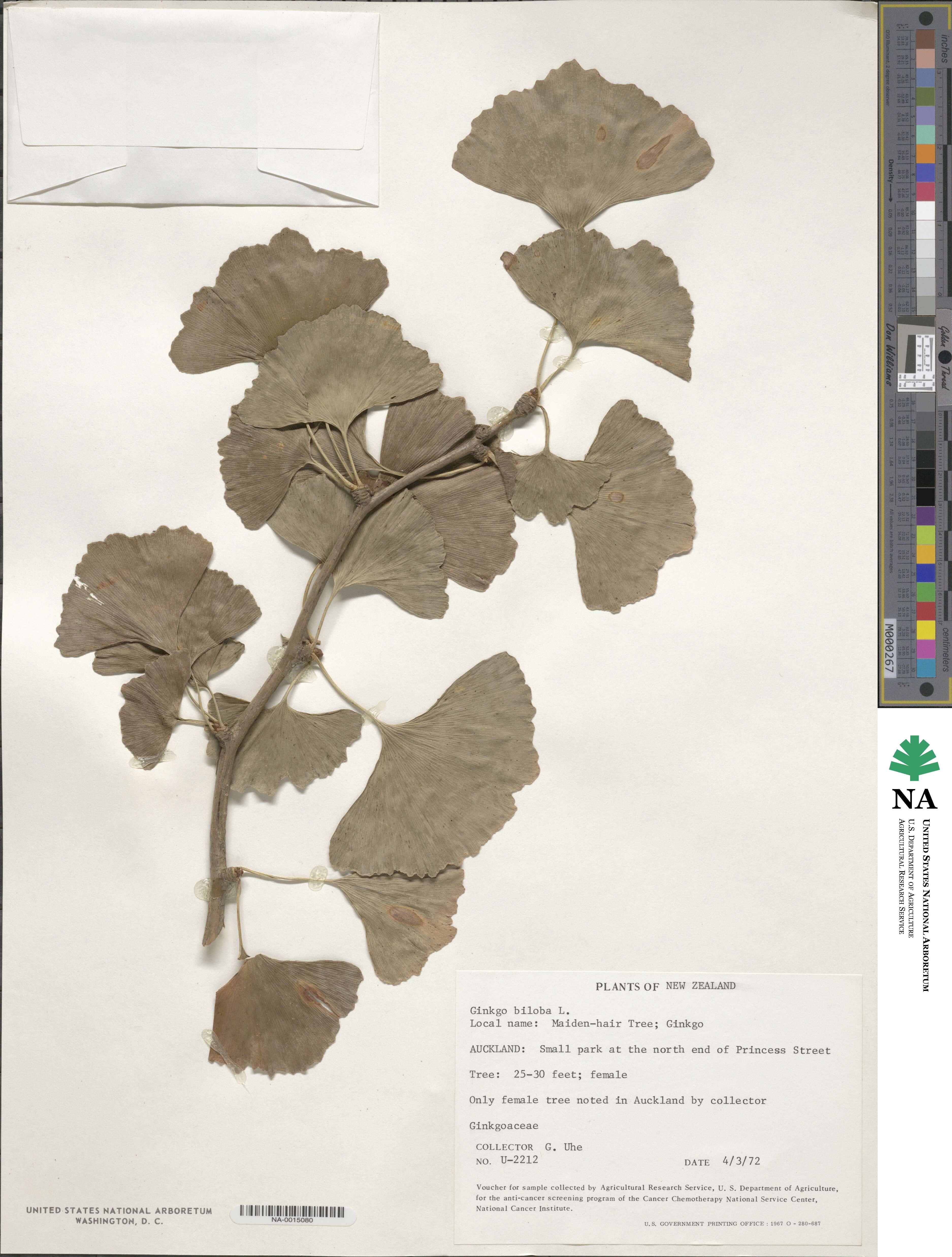 Ginkgo biloba image