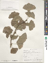 Ginkgo biloba image