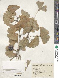 Ginkgo biloba image