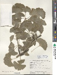 Ginkgo biloba image